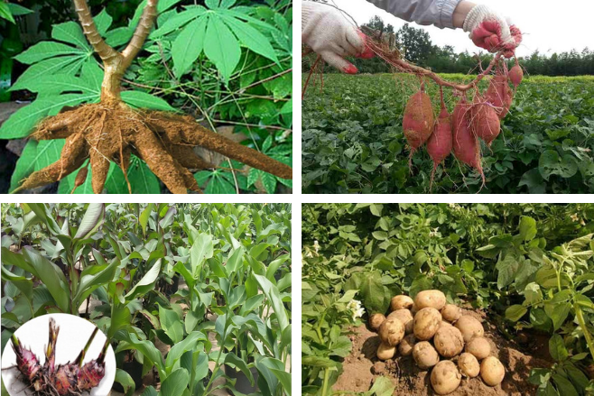 Sebutkan beberapa jenis tanaman yang dapat dijadikan sebagai makanan pokok