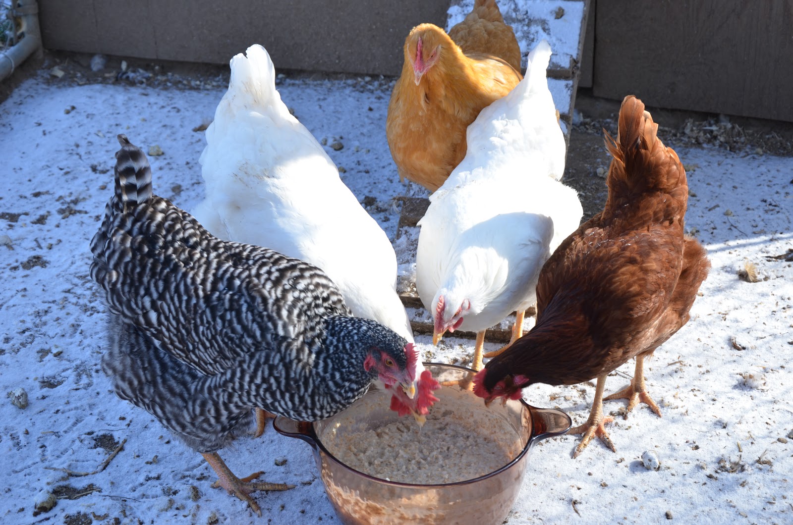 The Locust Grove Homestead our animals