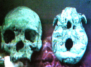 Mengenal Manusia Purba, Sangiran, Trinil, Jenis Meganthropus, Jenis