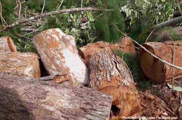 Gina Lopez reveals mining corp cut down century old trees 2 days after her rejection