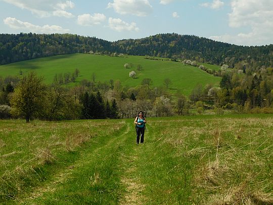Na stoku Połońskiego Wierchu. Na stoku Połońskiego Wierchu.