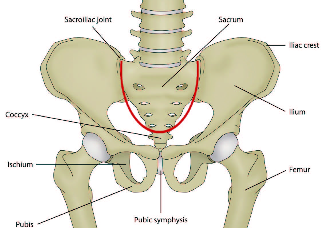Pelvic Stress Fractures In Athletes