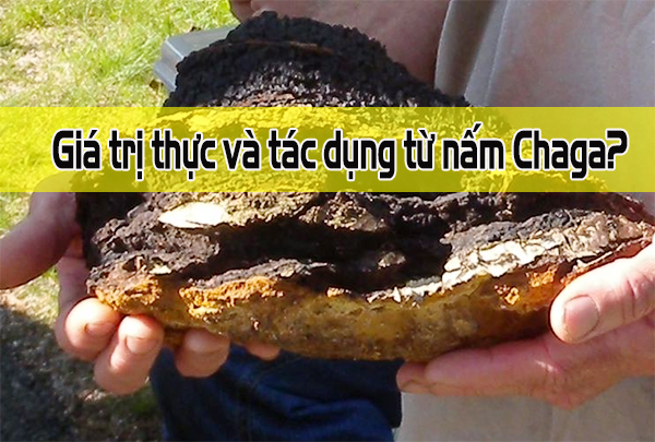 Giá trị thực và tác dụng từ nấm Chaga?