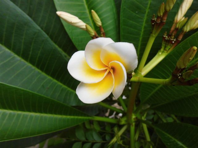 Exotic Plants  in Indonesia  Kamboja Putih