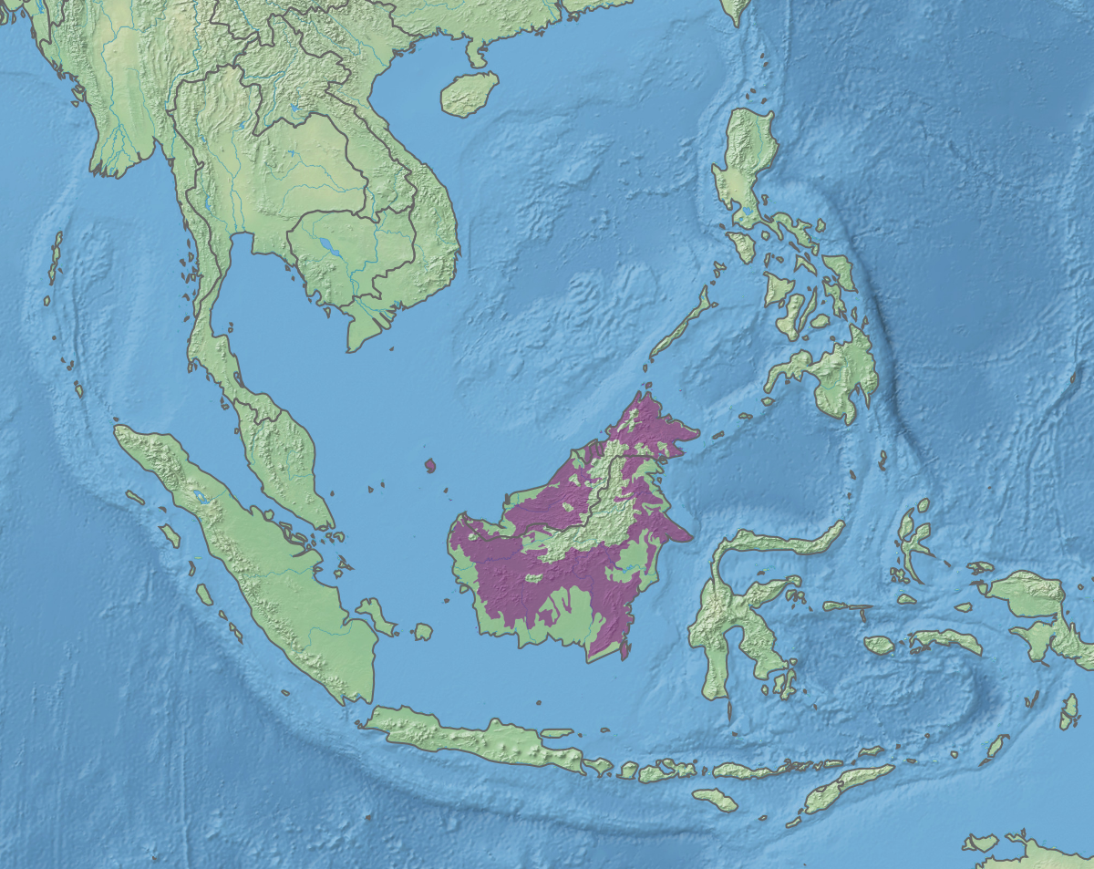 saan matatagpuan ang borneo rainforest - philippin news collections