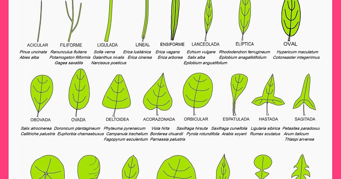 Tipos De Hojas Segun Su Forma