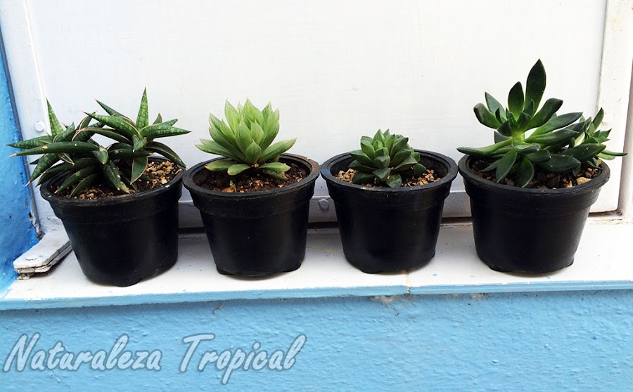 Ventajas y desventajas de coleccionar cactus y plantas crasas en macetas pequeñas