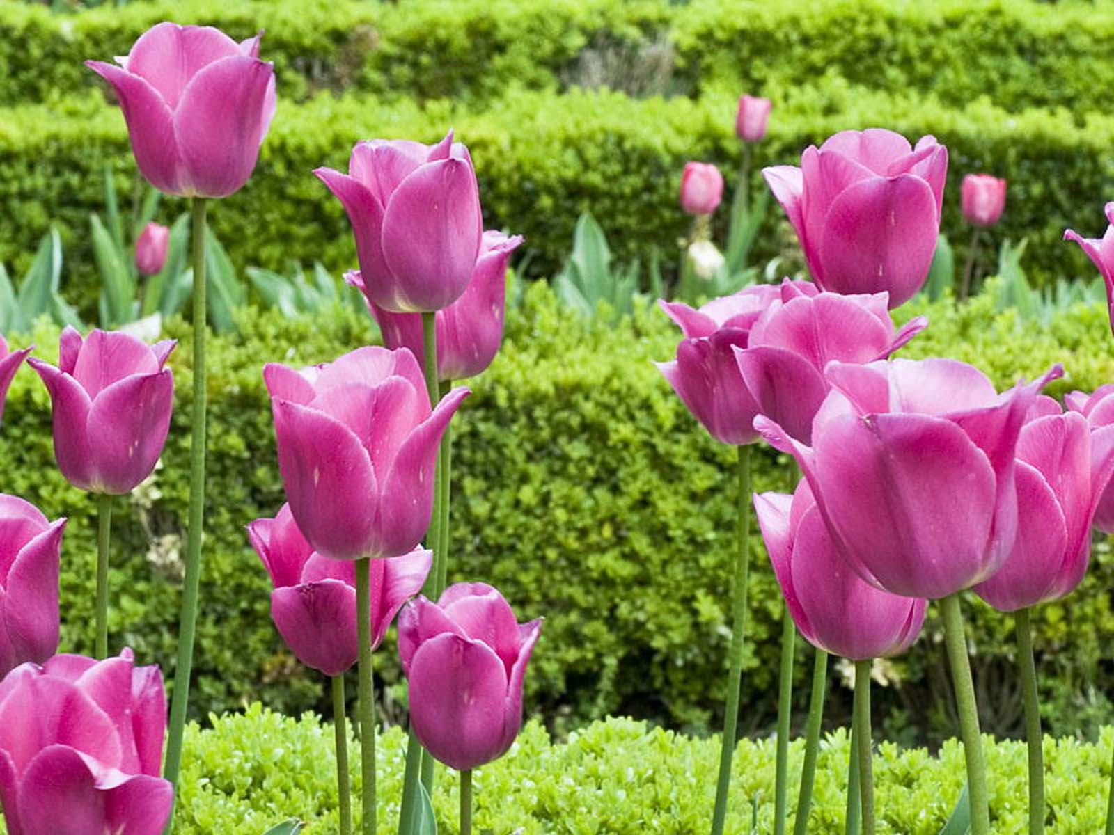Arts and Image the best wallpapers you find here Pink Tulip Flower