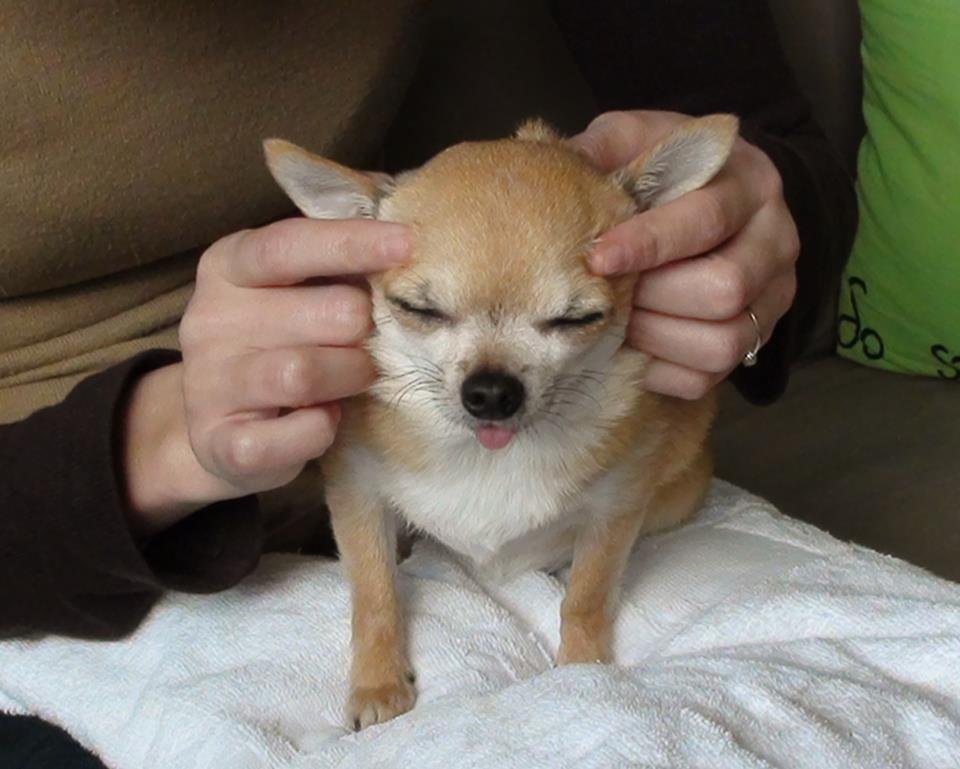 ушки чихуахуа. подклейка ушей чихуахуа. уши чихуахуа. чихуахуа палевый гладкошерстный. подклеивание ушей чихуахуа.