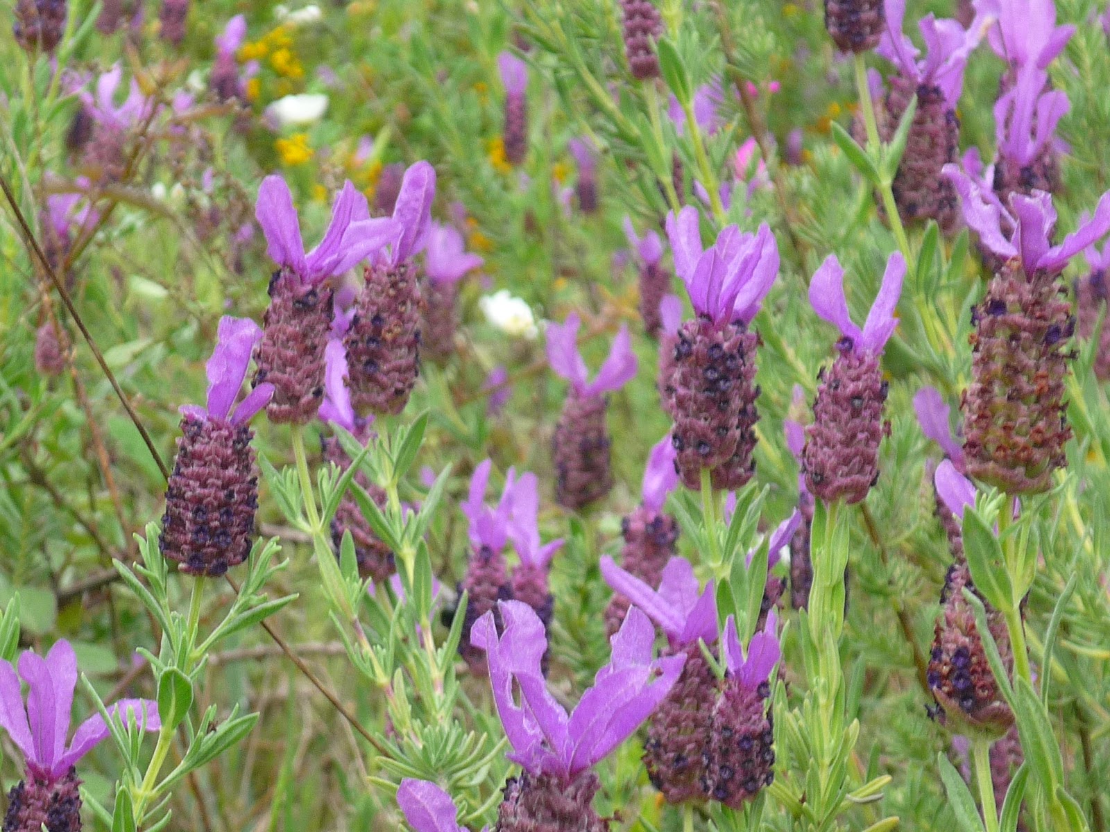Beekeeping in Portugal > Best honey in the world My bees produce the
