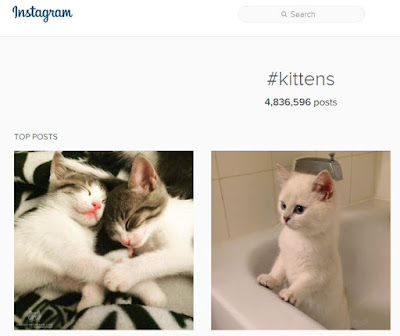Instagram Search Results - Kittens