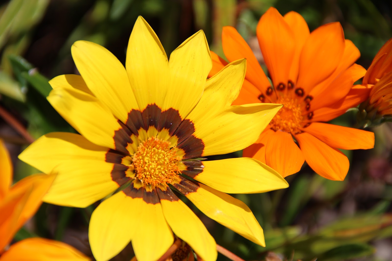 Ishbin's Free Textures 'n' Pictures Yellow Orange Flowers