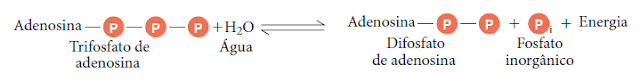 Hidrolise do Trifosfato de adenosina (ATP)
