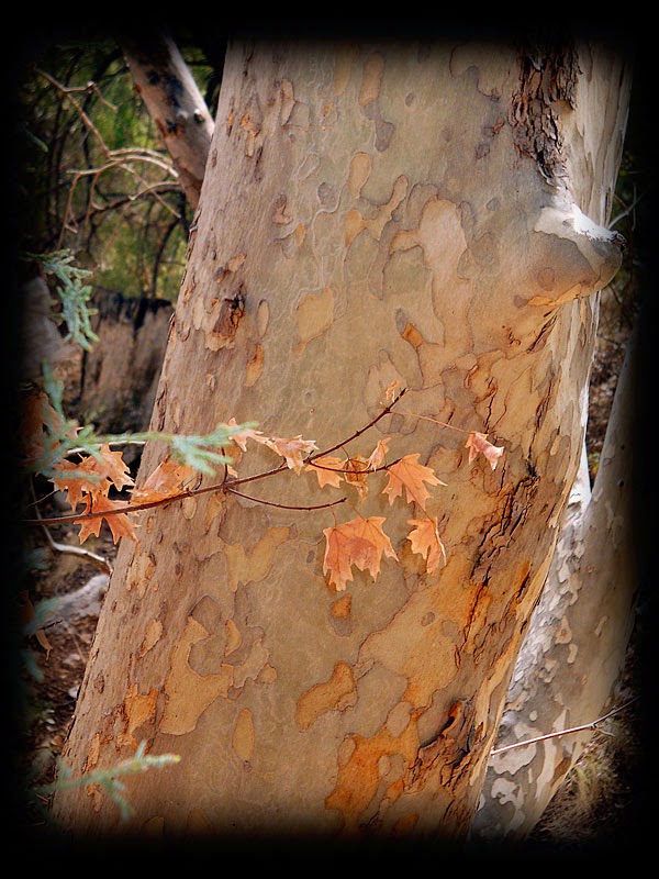 Liz's Blog of Art, Photographs, Family and Friends Apache Flats RV