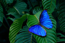nice wallpapers nature backgrounds posts morpho