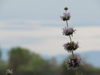 wildflower wednesday gray lodge wildlife area