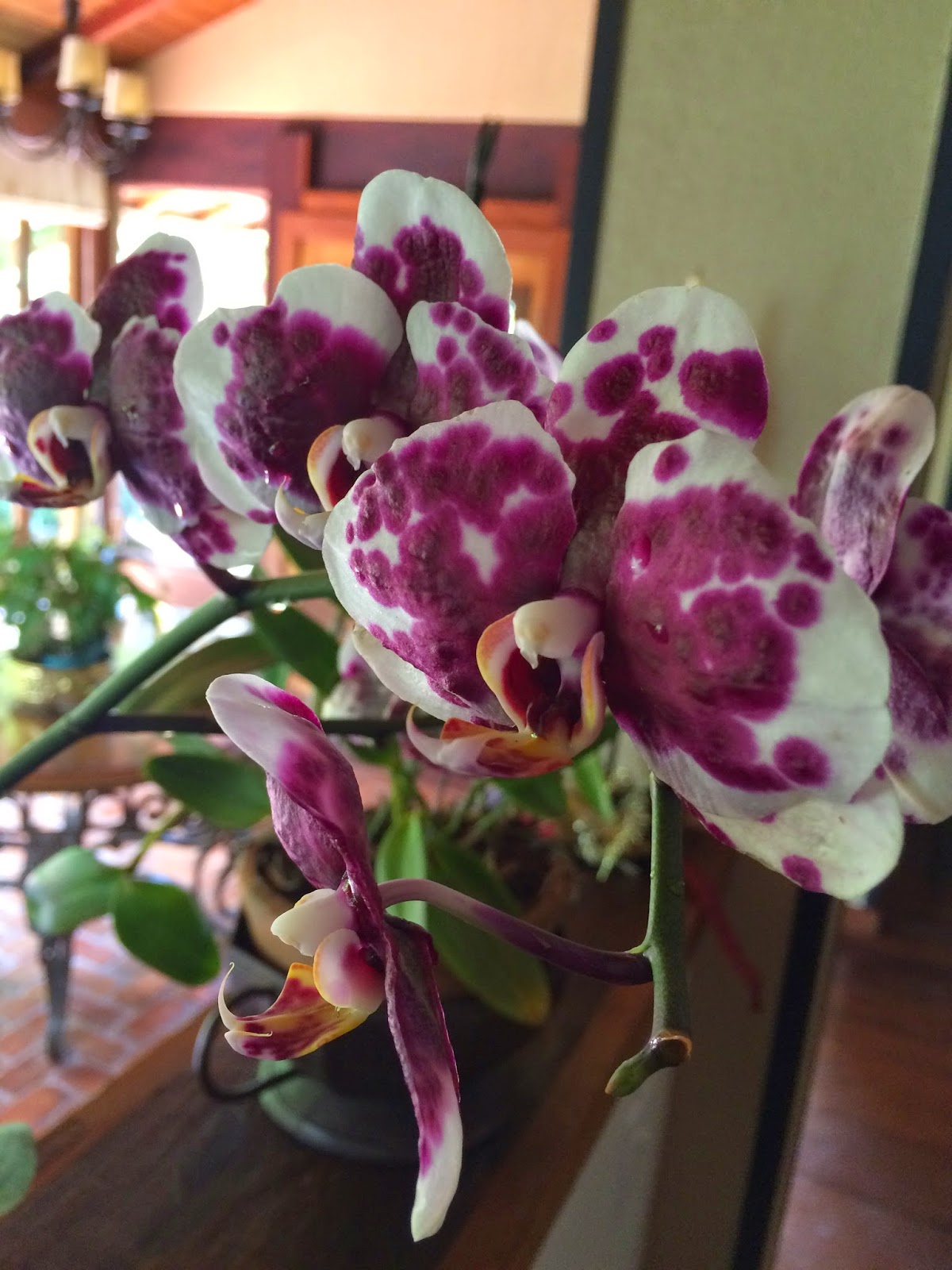 Orquídeas da Pachamama: Phalaenopsis branca pintalgada com roxo