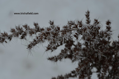 Star-Frost Photo by Trisha Field