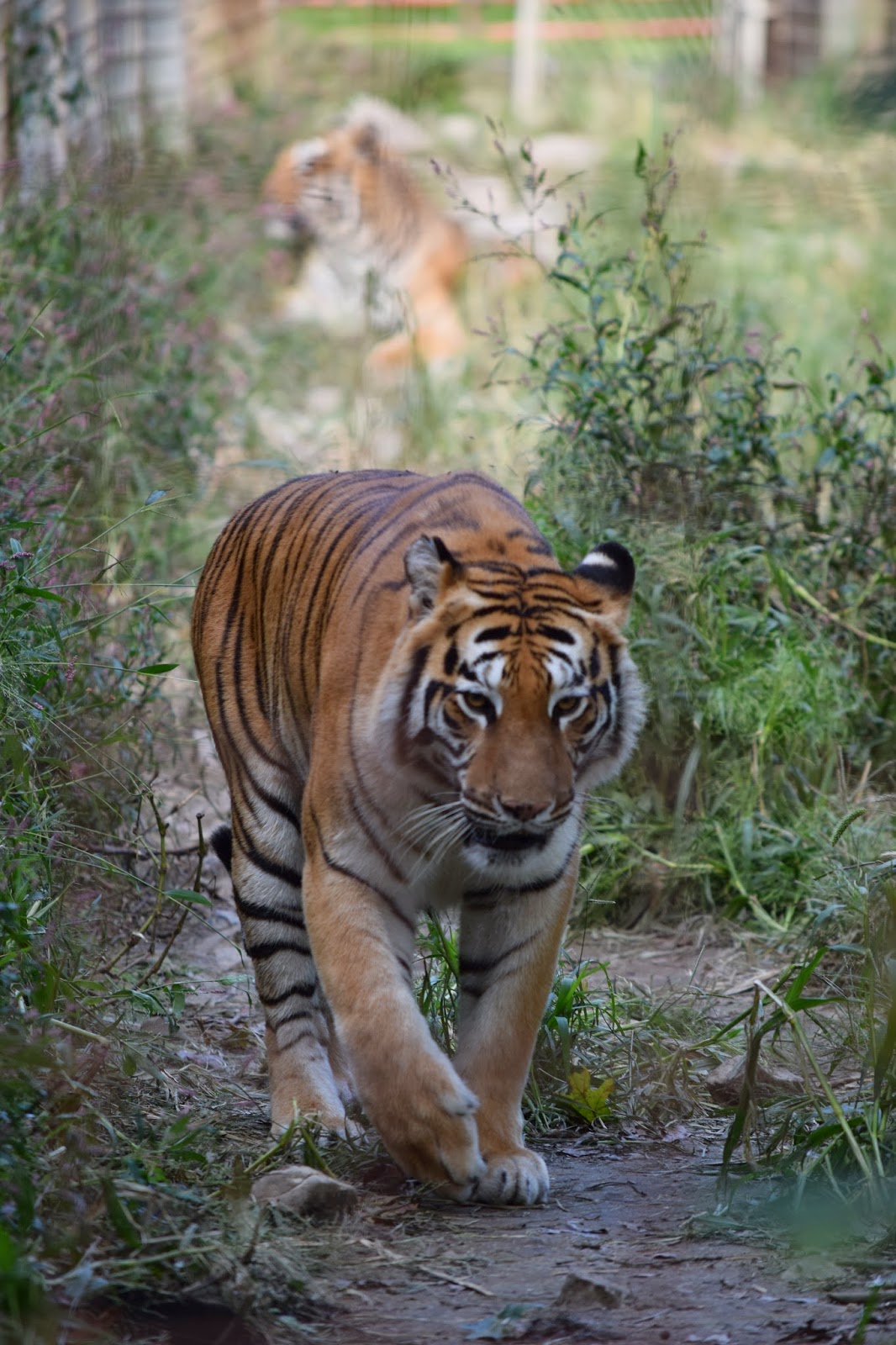 Valley Girl Views T & D's Cats Of The World