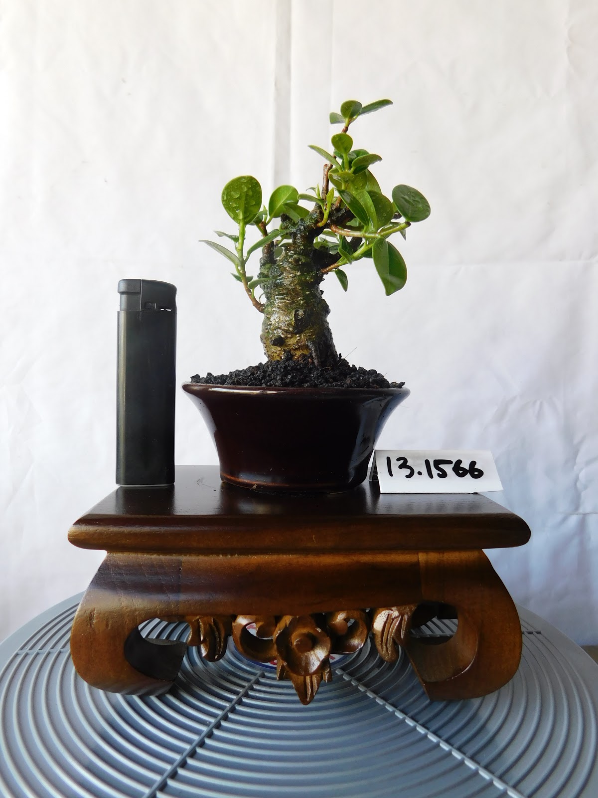 Mame Bonsai Ficus Microcarpa 13.1566 N+ Indonesian Bonsai To Worldwide