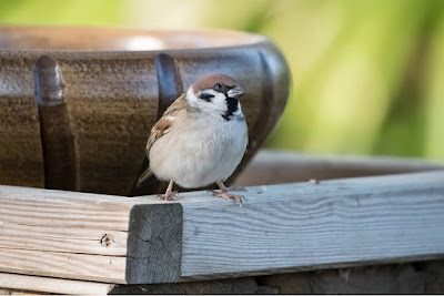 Pardal xarrec (Passer montanus)