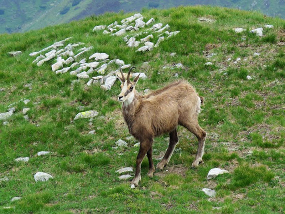 Kozica tatrzańska kozica