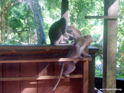 Monkey Forest Ubud Bali Indonesia 5