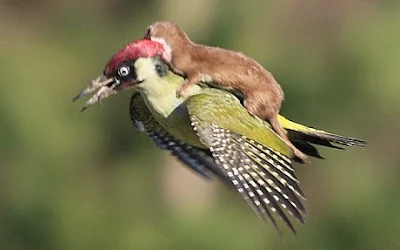Foto Musang Naik Punggung Burung Pelatuk Yang Terbang
