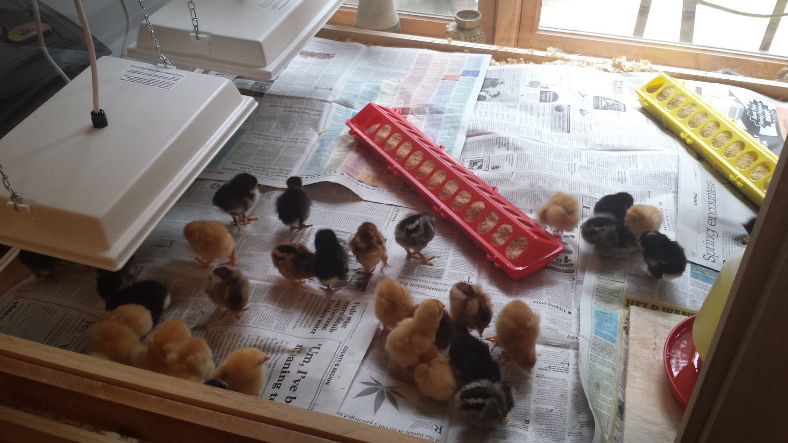 Linda Marcille, Fine Art Crow House Studio Day Old Chicks in the