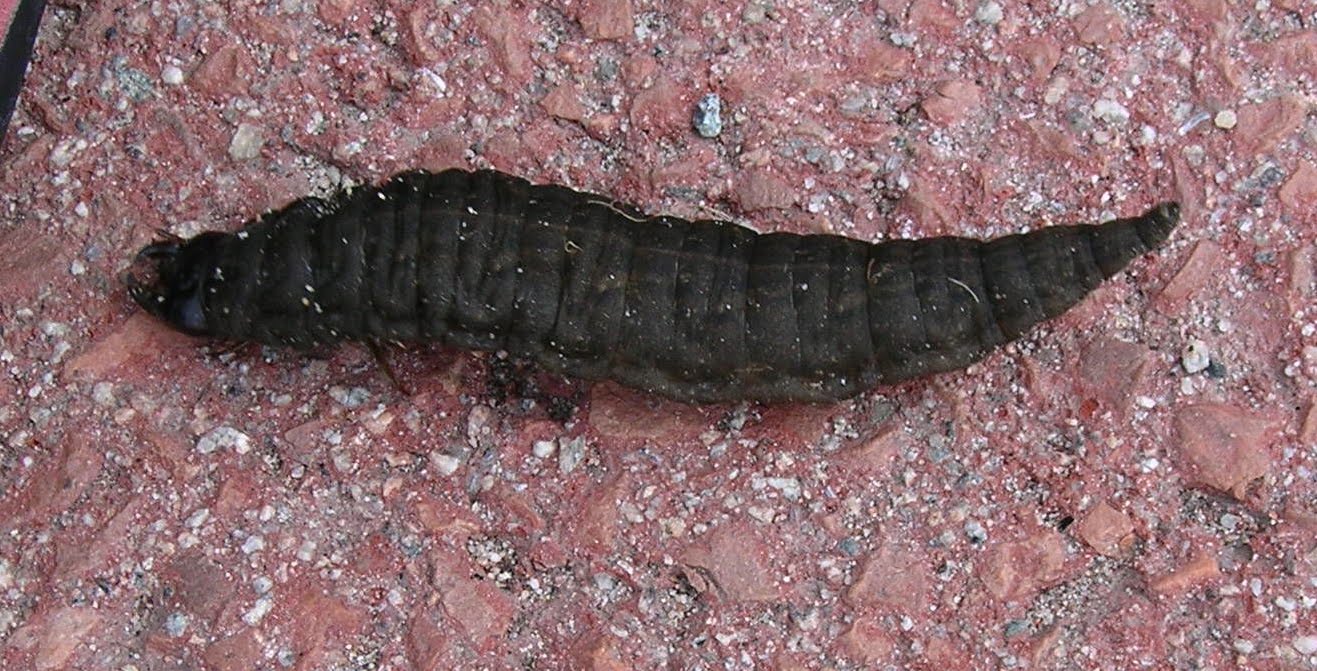grote zwarte, maar