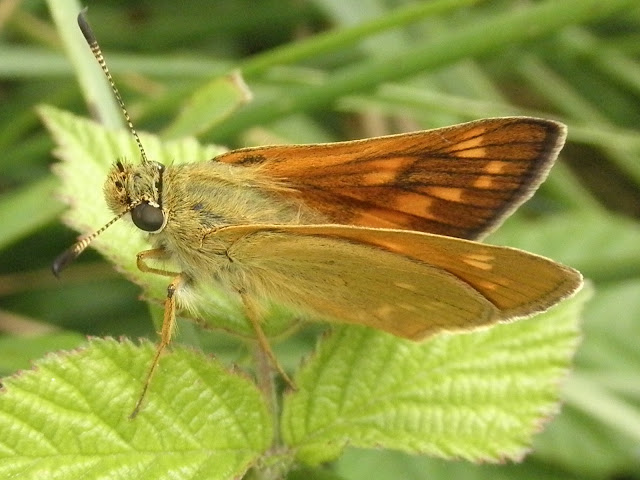 mariposa Dorada orla ancha