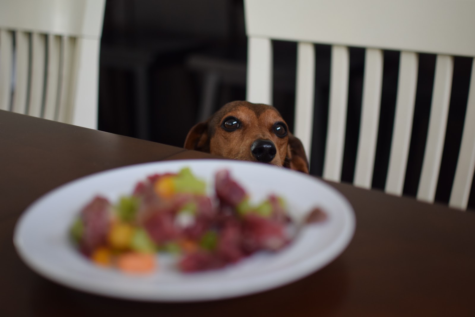 the dog deli food company