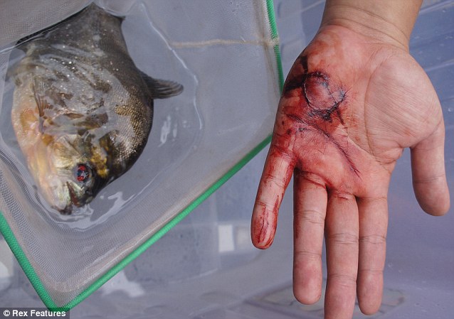 Resultado de imagem para piranhas- peixes