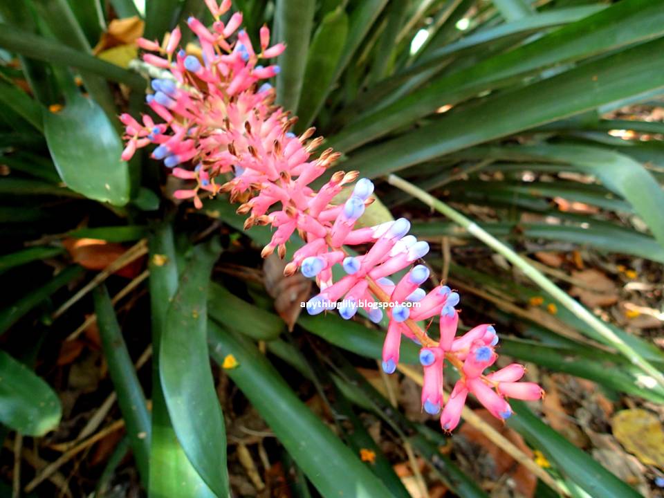 anythinglily Brisbane City Tour Pt 2 Brisbane Botanic Gardens