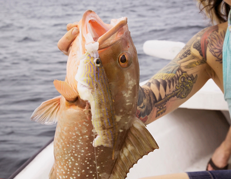 Grouper Fillet Supplier, Grouper Fish Manufacturers, Frozen Grouper