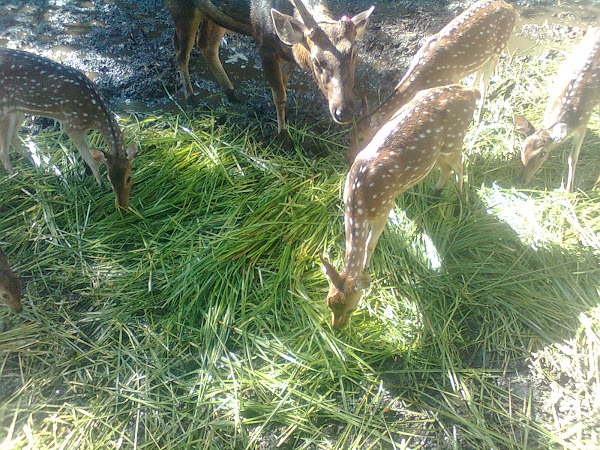 deer feed, food of deer, what to feed deer