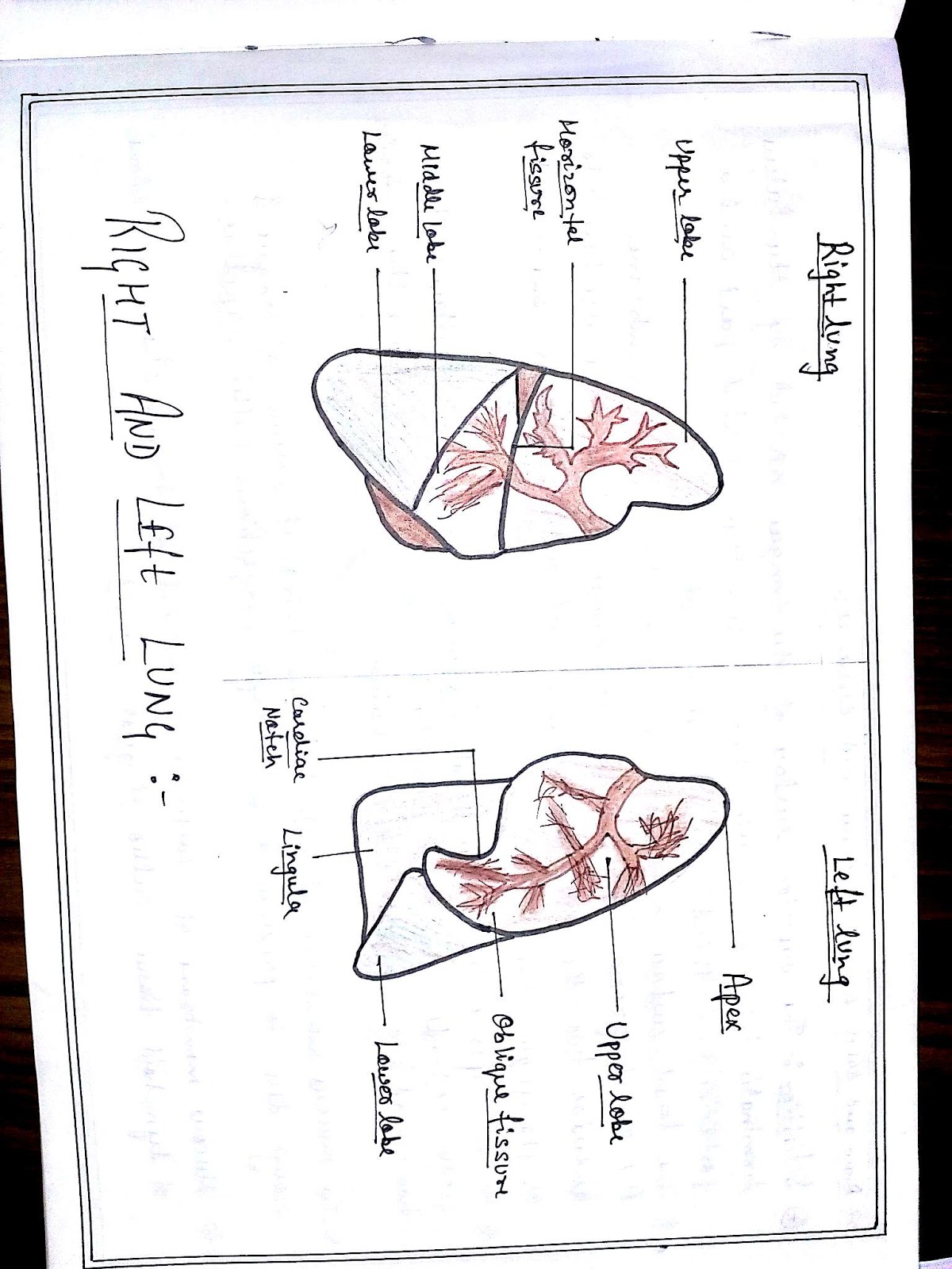 Anatomy Diagram Book