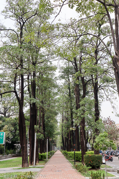 台中南區|興大綠園道|綠川河畔風鈴木|台中最長洋紅風鈴木步道|江川公園 台中南區|興大綠園道|綠川河畔風鈴木|台中最長洋紅風鈴木步道|江川公園