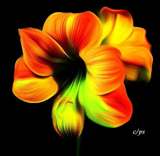 Blumen, flores, Flower, fleurs, květiny, Flores, blomme Blumen, flores, Flower, fleurs, květiny, Flores, blomme, blommor, çiçekler, kwiaty, Flor, Hoa, nở hoa, floración, bloom, Kukka, kukinta, La floraison, Fiore
