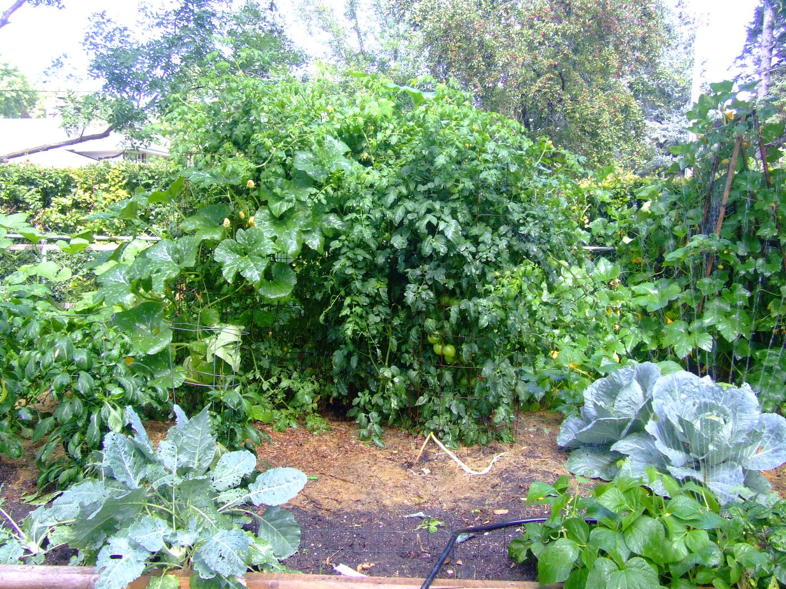 The Full Circle Gardener: Fall Garden Direct Seed Planting Guide