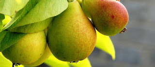 Soviet Cooking | Almost forgotten recipes | 1955 Edition Apples or pears with cream and nuts