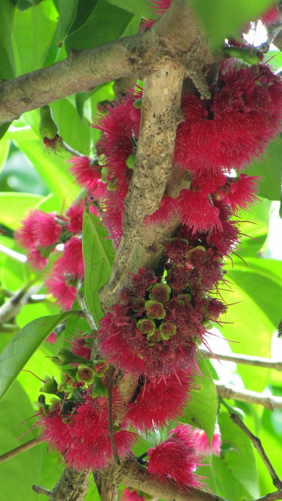 Shandy Girl Publishings