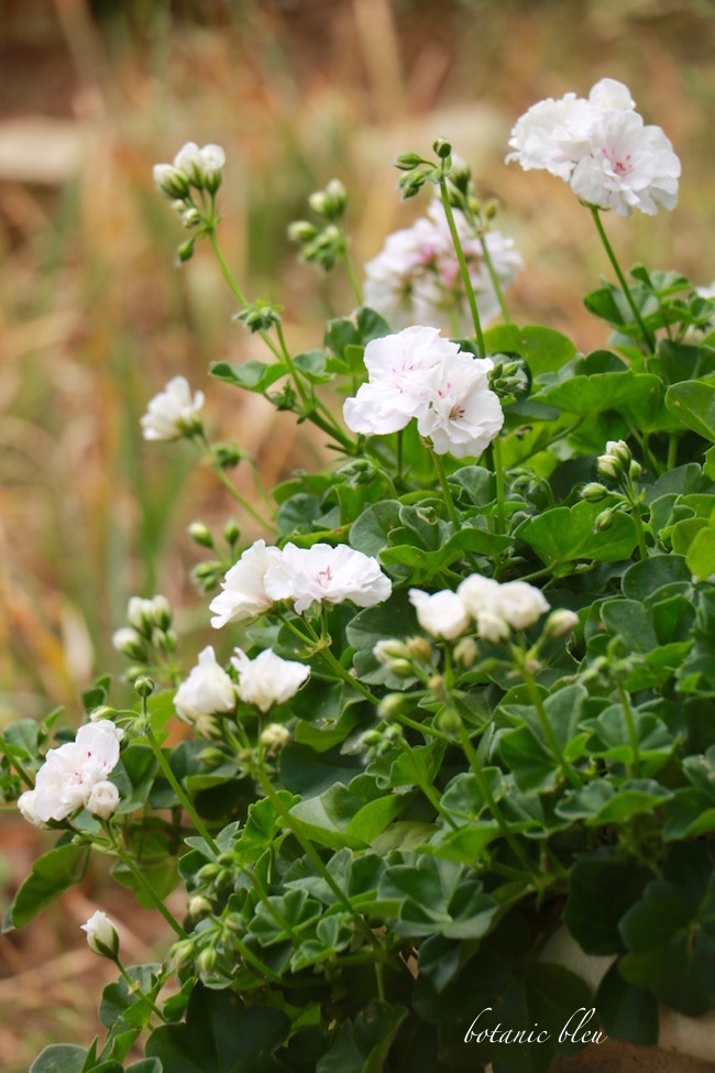 white-geraniums-buds-blooms