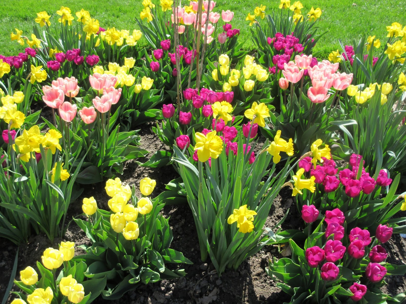 Marlene's Space Spring Flowers in Bloom!