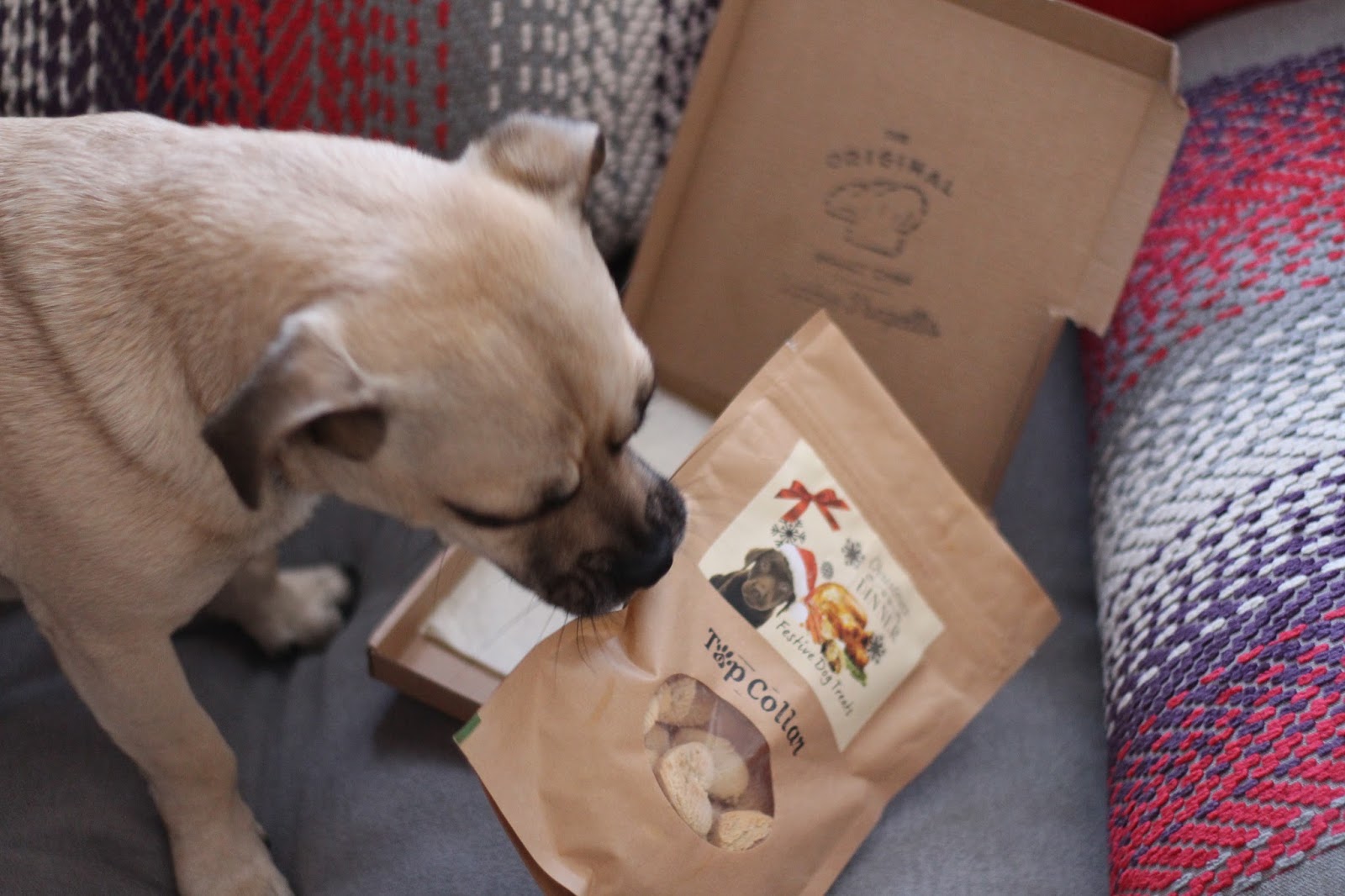 Top Collar Postal treats for your pups Oh Gosh Blog Em