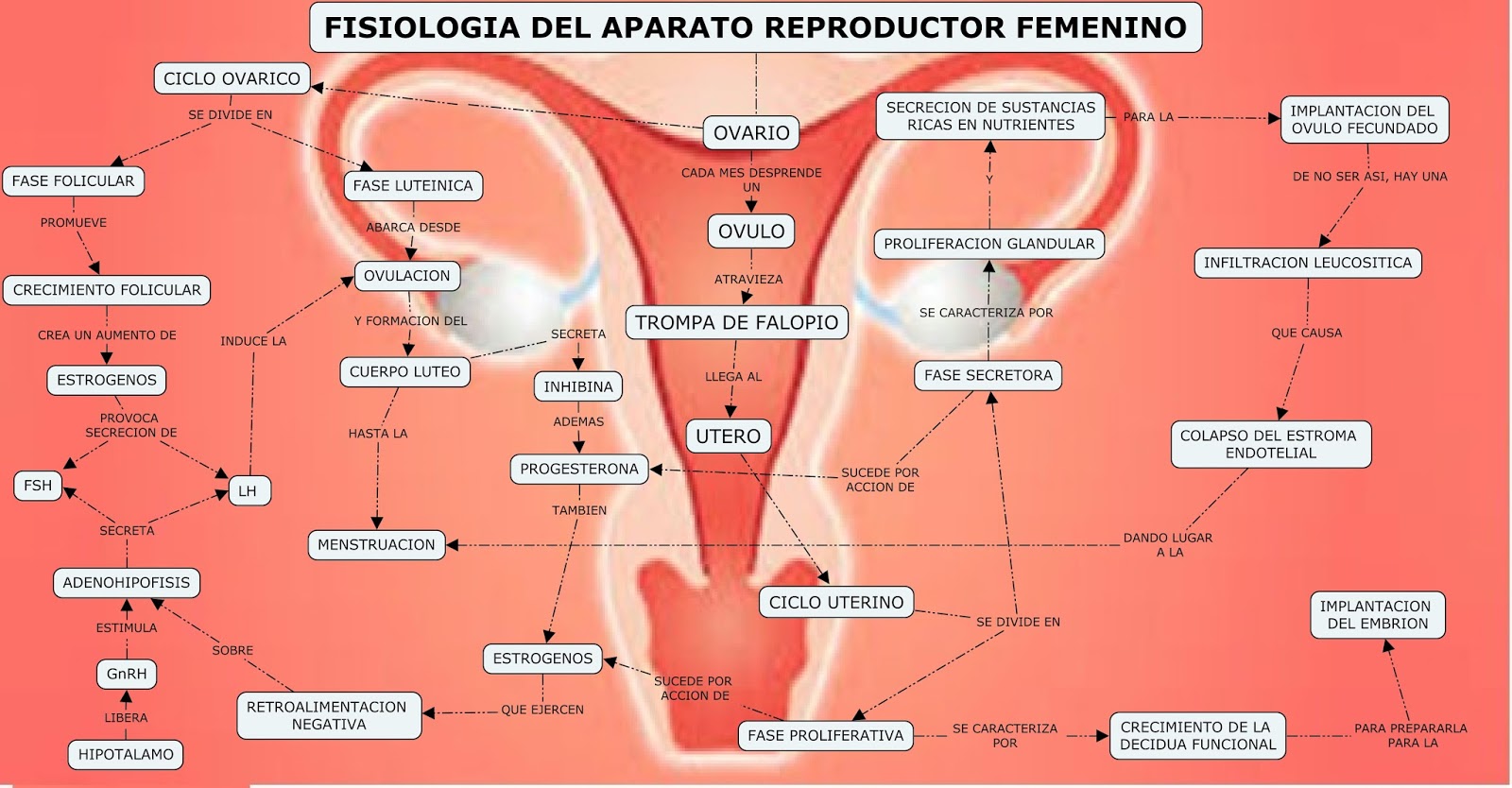 Lamina De Aparato Reproductor Femenino Y Masculino