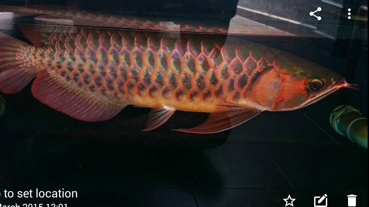 Auri's Flowerhorn Super Red Arowana