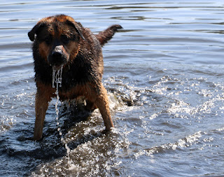 Rambo just adores the water Rambo just adores the water