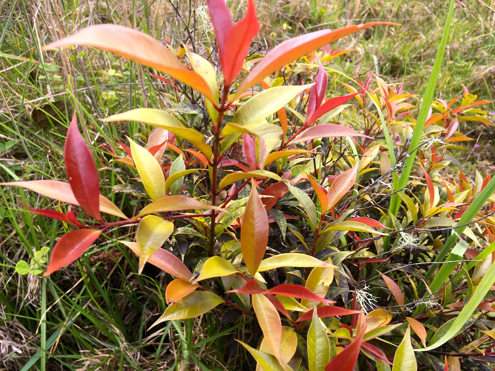 Backtoeden: Eugenia (Syzygium paniculatum Gaertn)