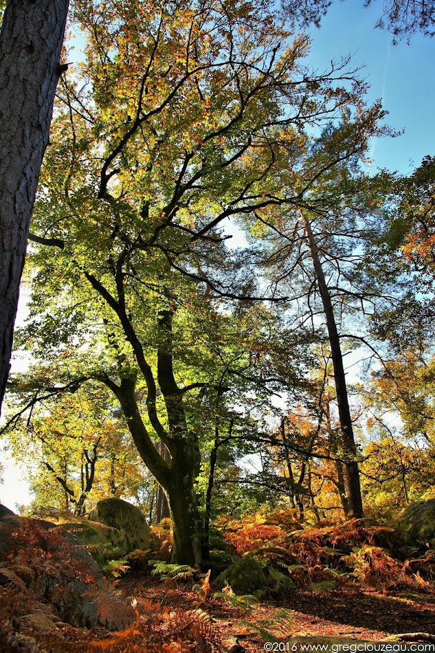 Début d'automne au Bas Cuvier, Fontainebleau, (C) 2016 Greg Clouzeau Début d'automne au Bas Cuvier, Fontainebleau, (C) 2016 Greg Clouzeau